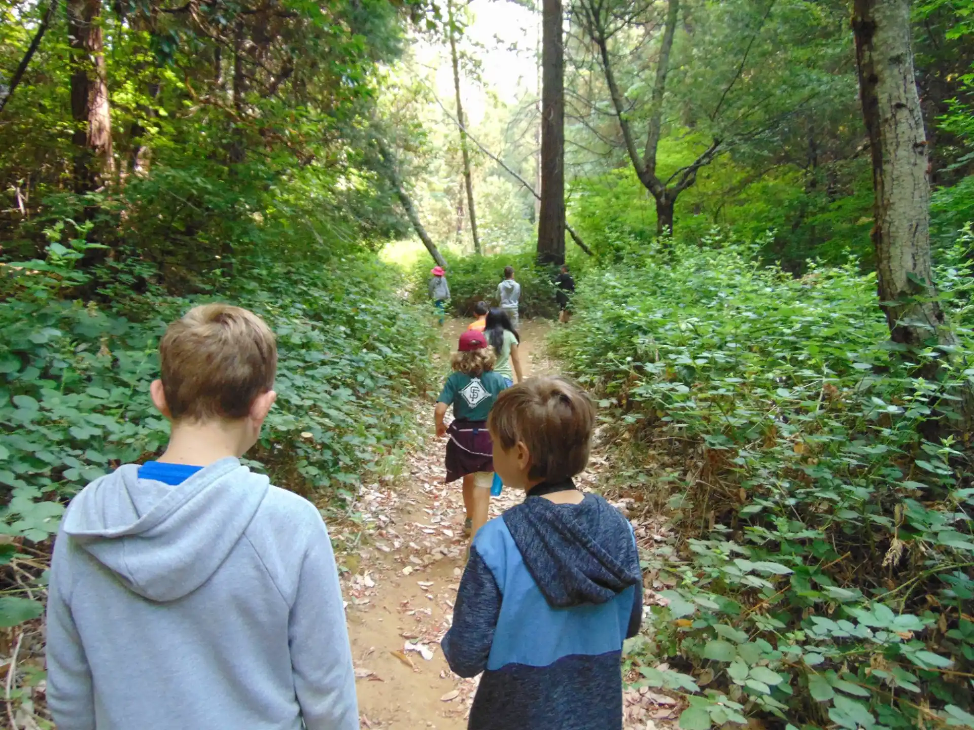 a group of children walking in a forest