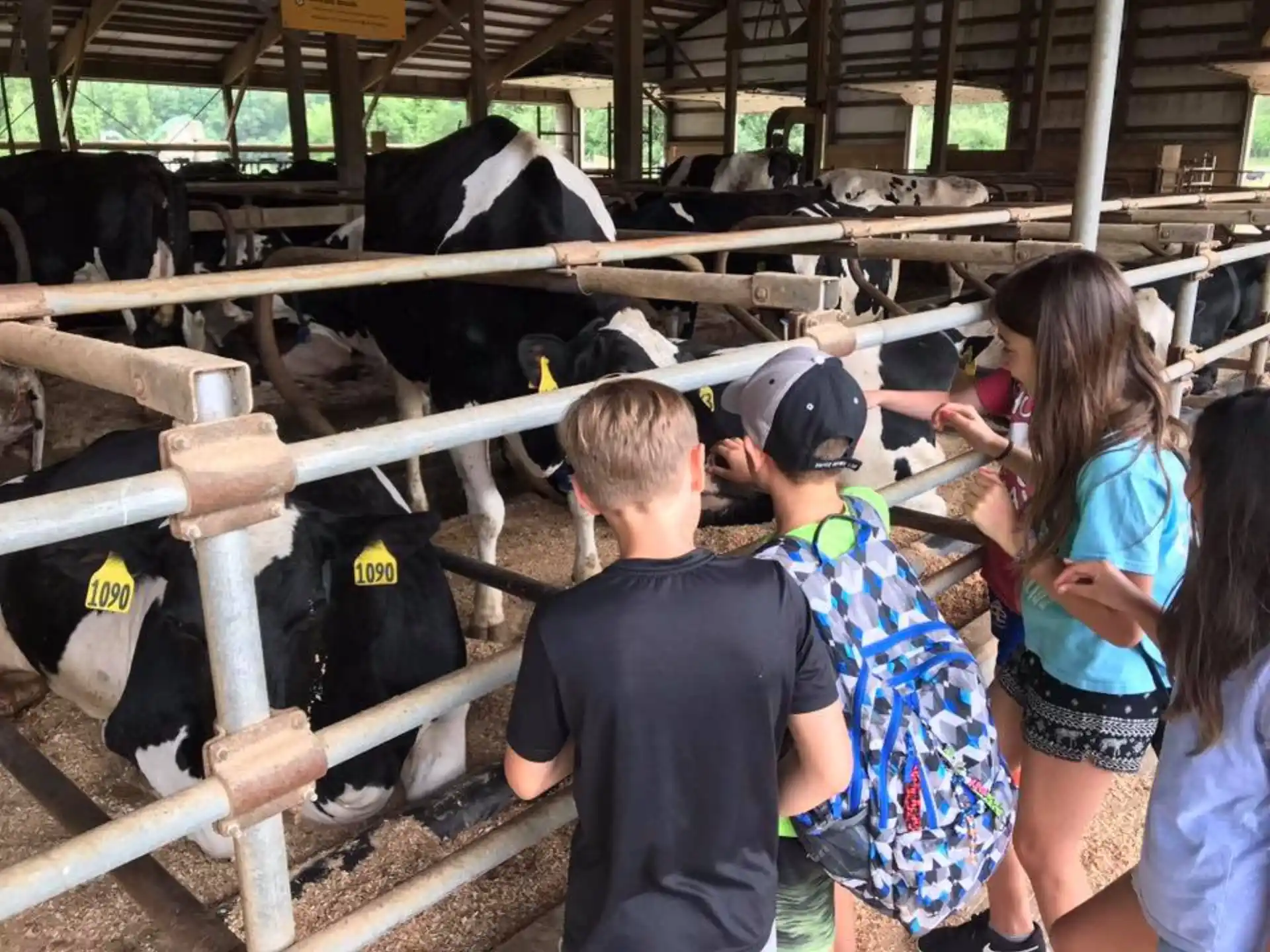 a group of people looking at cows