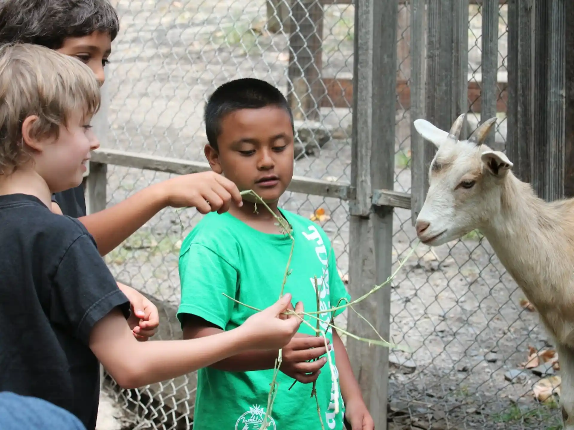 a group of boys looking at a goat