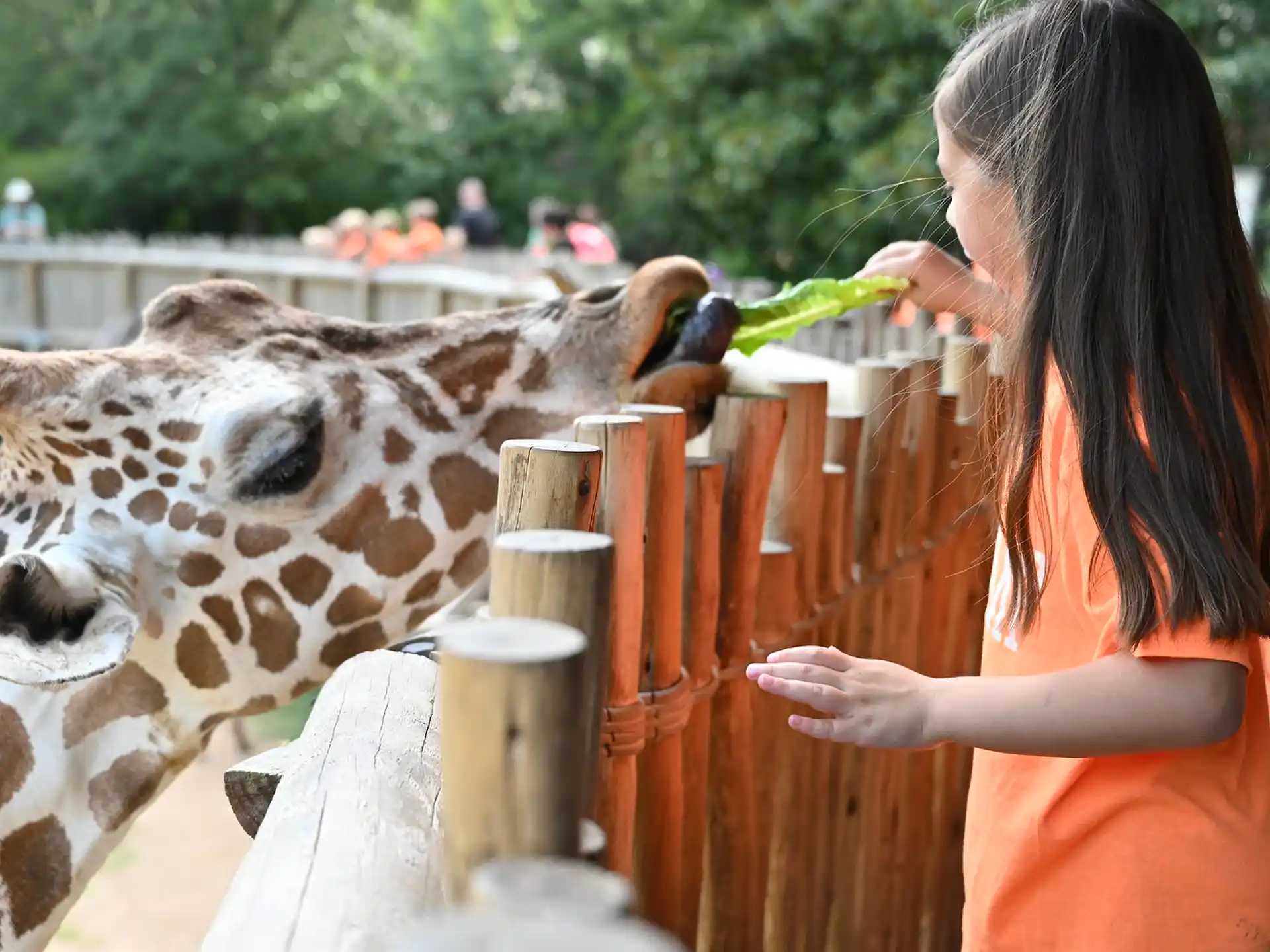 a person feeding a giraffe